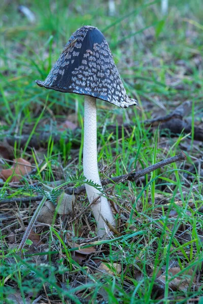 Champignon Dans Forêt — Photo