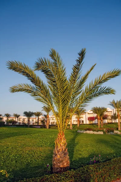 Zielony Park Słoneczny Dzień Palmy — Zdjęcie stockowe