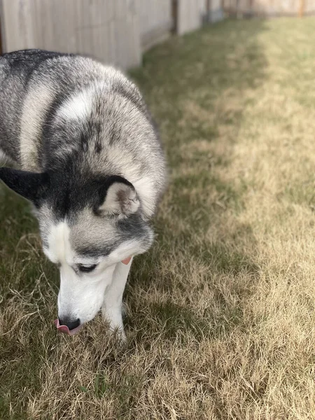 Portret Van Schattige Hond Staan Buiten — Stockfoto