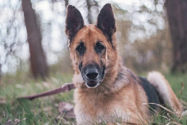 Cão Pastor Alemão Floresta — Fotografia de Stock