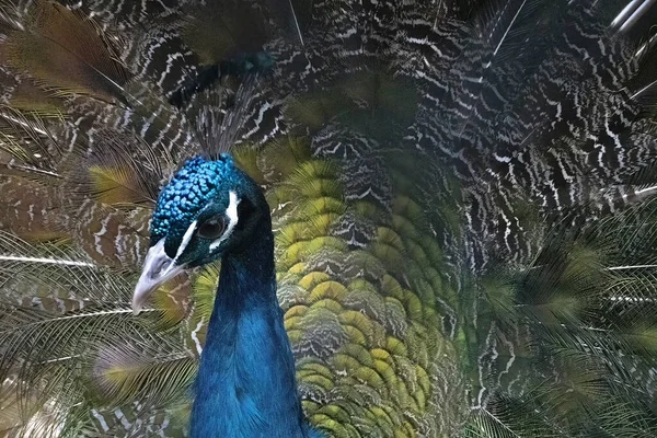 Tucunaré Flora Fauna — Fotografia de Stock