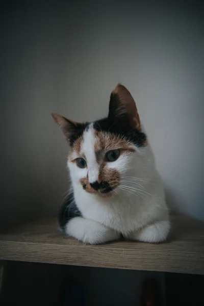 Lindo Gato Suelo — Foto de Stock