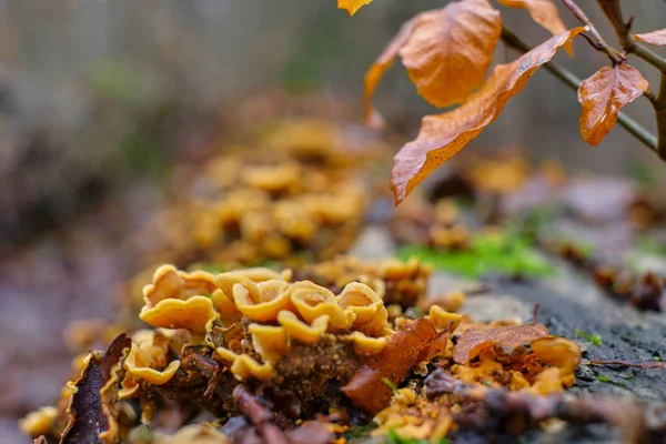 Höst Löv Höst Säsong Flora — Stockfoto