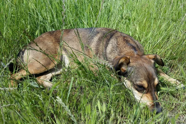 Cão Grama — Fotografia de Stock