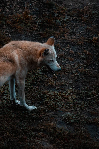 Tiro Perto Lobo Floresta — Fotografia de Stock