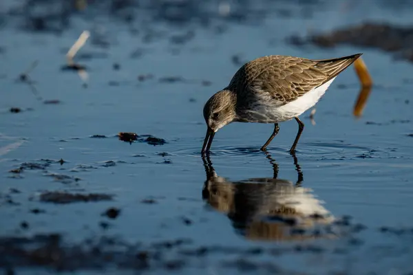 Nahaufnahme Eines Schönen Vogels Wasser — Stockfoto