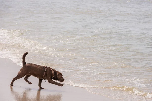 Cane Sulla Spiaggia Natura — Foto Stock