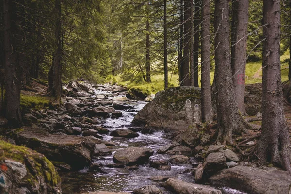 숲으로 뒤덮인 아름다운 — 스톡 사진