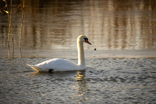 Labuť Bílá Jezeře — Stock fotografie