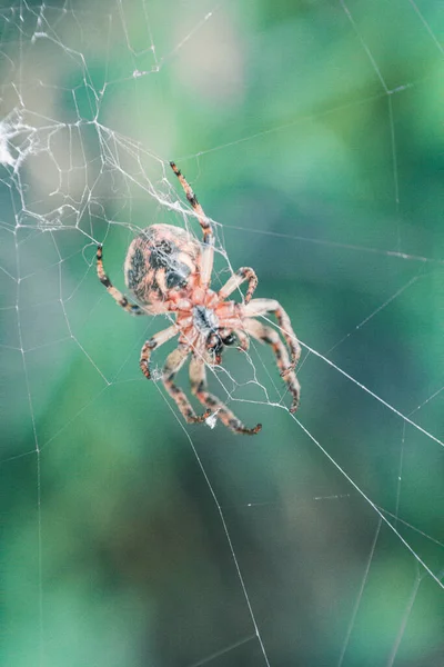 Spindelnät Grön Bakgrund — Stockfoto