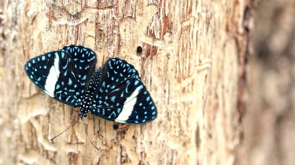 Bela Borboleta Fundo Madeira — Fotografia de Stock