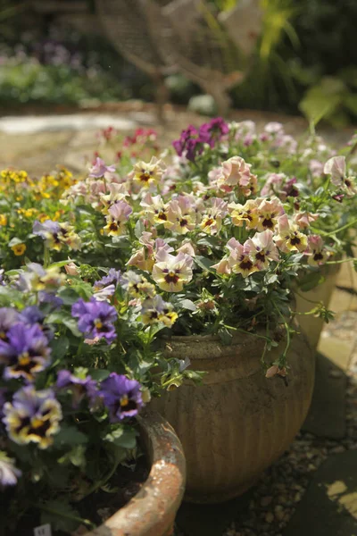 Beautiful Flowers Garden — Stock Photo, Image