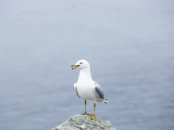 Gaivota Praia — Fotografia de Stock