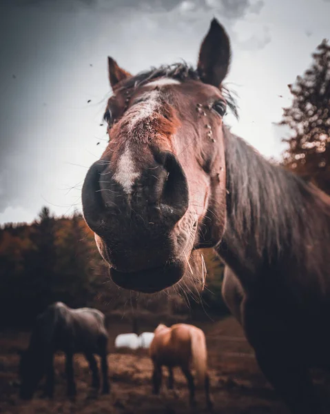 Porträtt Vacker Häst — Stockfoto