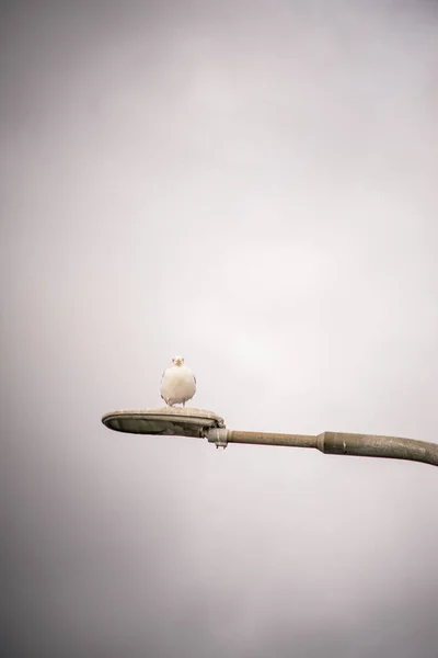 Pasăre Ramură Copac — Fotografie, imagine de stoc