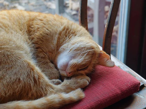 Gato Rojo Acostado Sofá —  Fotos de Stock