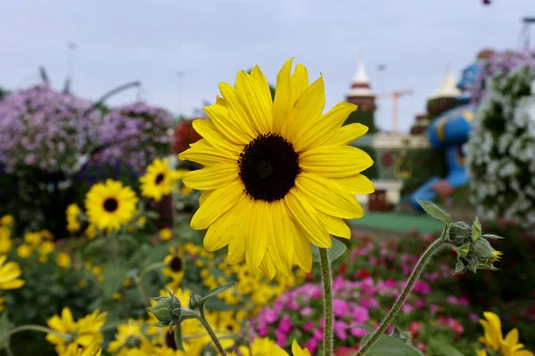 Hermosas Flores Jardín —  Fotos de Stock