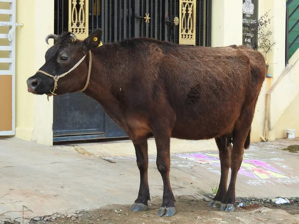 Tiro Close Uma Vaca Zoológico — Fotografia de Stock