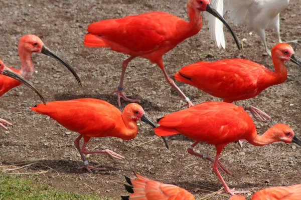 Czerwone Flamingi Zoo — Zdjęcie stockowe