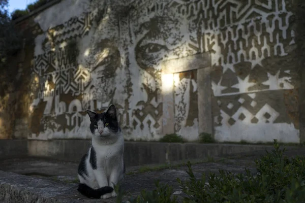 Cat Sitting Street — Stock Photo, Image