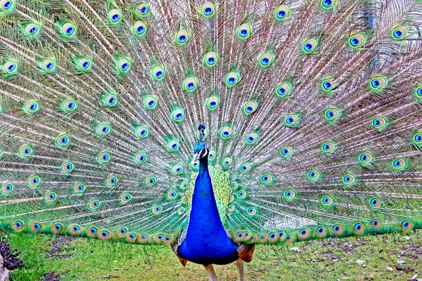 깃털이 아름다운 — 스톡 사진