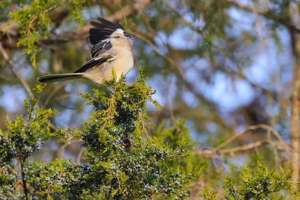 Oiseau Sur Une Branche Arbre Dans Forêt — Photo