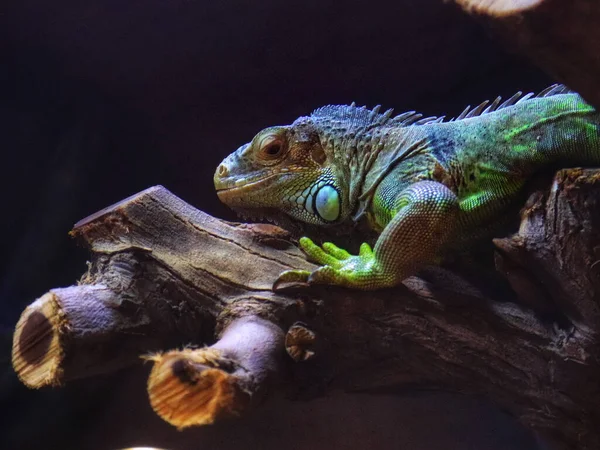 Primer Plano Una Iguana Verde — Foto de Stock