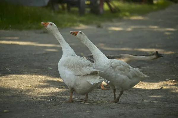 Bílá Husa Farmě — Stock fotografie