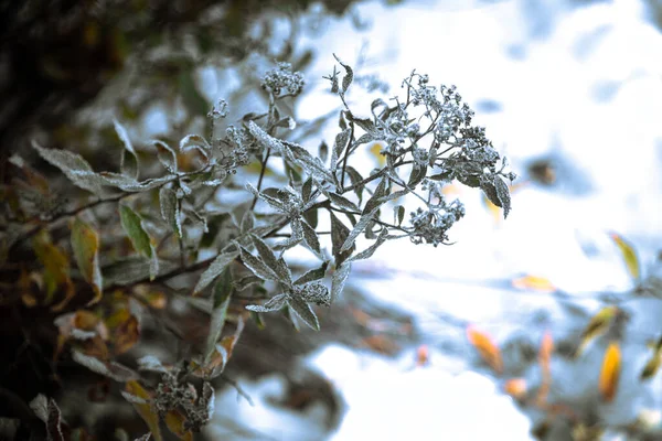 Closeup Shot Beautiful White Snow Covered Tree Branch Blurred Background — Stock Photo, Image