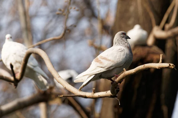 Pombo Galho Árvore — Fotografia de Stock