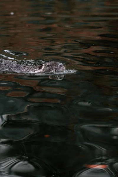 Nahaufnahme Eines Fischotters Wasser — Stockfoto