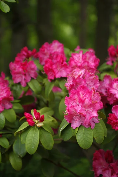 Belles Fleurs Poussant Dans Jardin — Photo