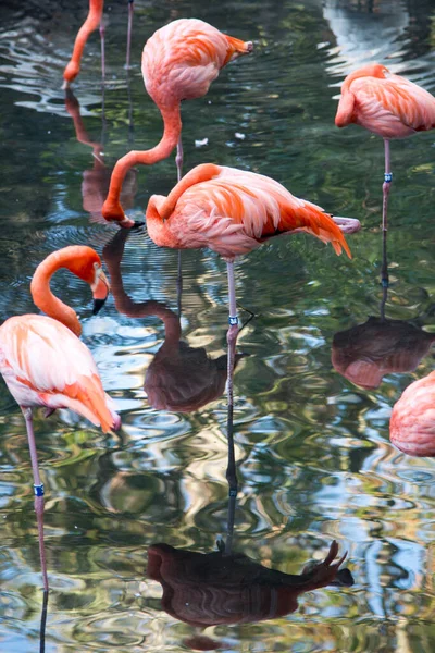 水の中のフラミンゴの群れが — ストック写真