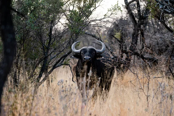 Grande Gnu Negro Savana África — Fotografia de Stock