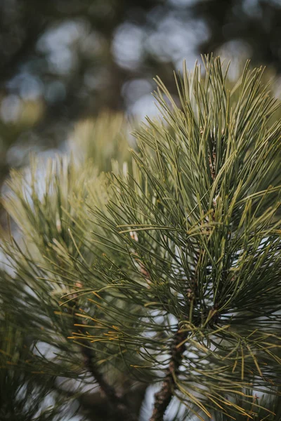 Green Pine Branch Forest — Stock Photo, Image