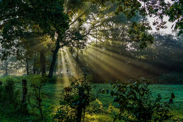 Krásná Krajina Stromem Lesem — Stock fotografie