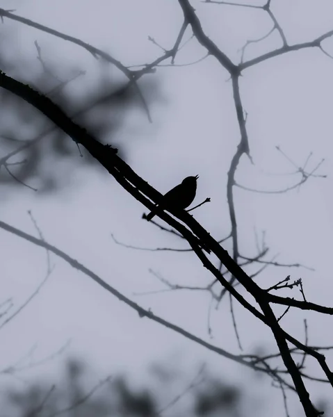 Птах Дереві — стокове фото