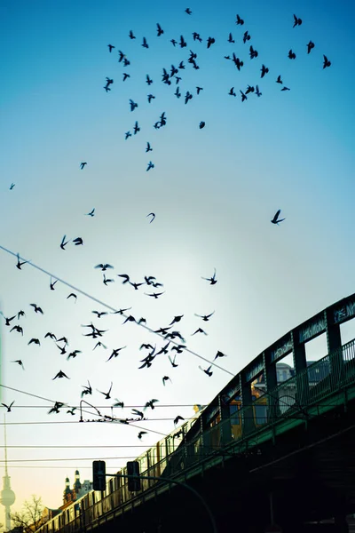 Rebanho Pássaros Voando Céu — Fotografia de Stock