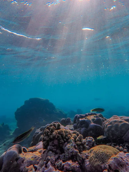 Vue Sous Marine Récif Corallien Dans Mer Rouge — Photo