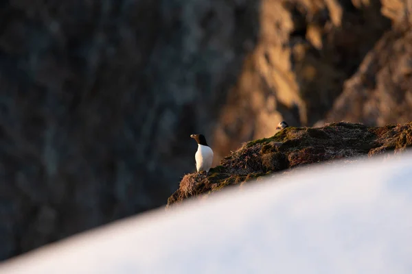 Pájaro Sobre Una Roca Bosque — Foto de Stock