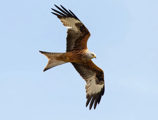 Fågel Som Flyger Skyn — Stockfoto