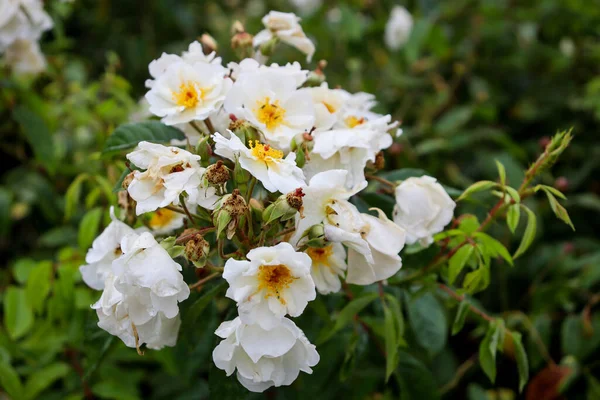 Mooie Bloemen Groeien Tuin — Stockfoto