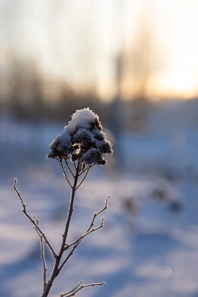 Paisagem Inverno Com Árvores Cobertas Neve — Fotografia de Stock