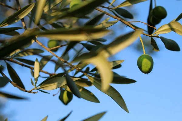 Olijfboom Met Groene Bladeren Tuin — Stockfoto