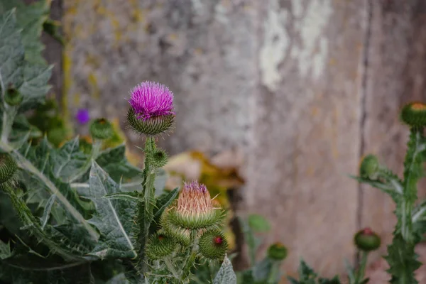 Bellissimi Fiori Giardino — Foto Stock