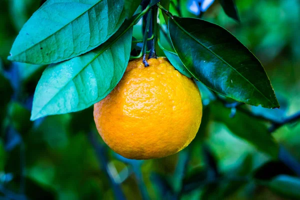 Апельсиновое Дерево Зелеными Листьями Ветке — стоковое фото