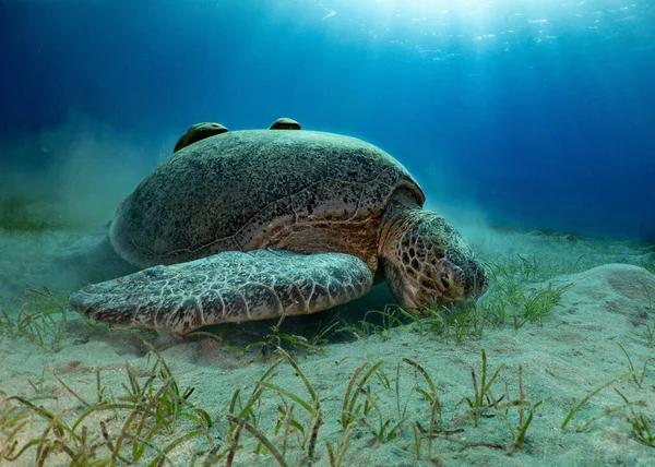 Piękny Podwodny Widok Żółwia Morzu — Zdjęcie stockowe