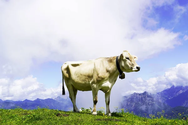 Paysage Montagne Avec Des Vaches Sur Une Prairie Ciel Dans — Photo
