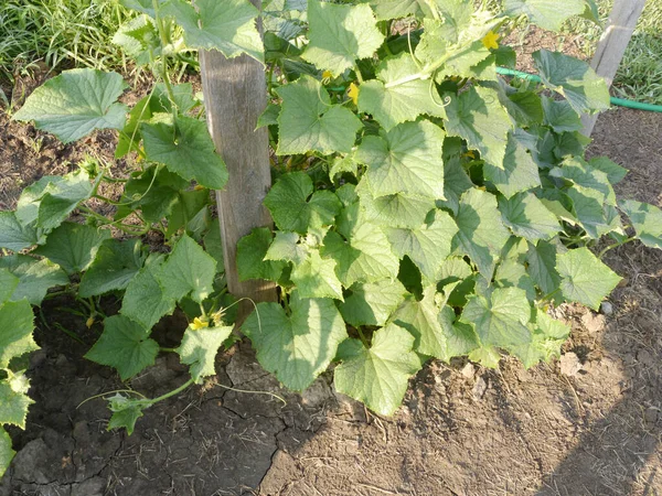 Gröna Blad Växt Trädgården — Stockfoto