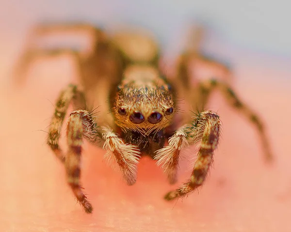 Gros Plan Une Araignée Sur Fond Blanc — Photo